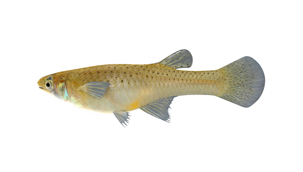 Gambusia