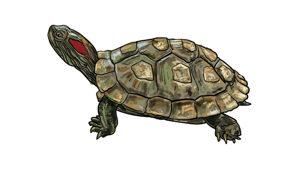 Tartaruga palustre americana 