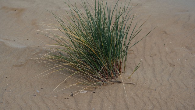 Foce del Tagliamento 1