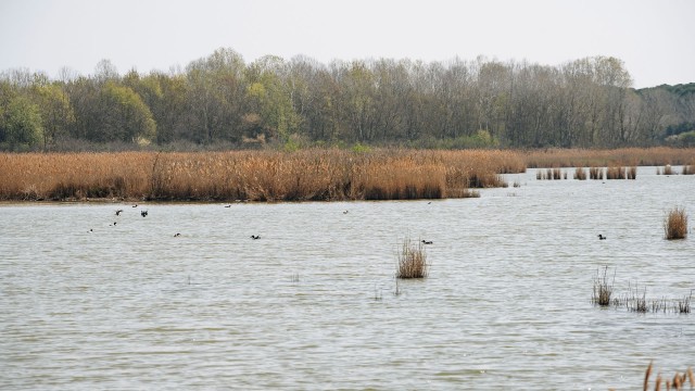 Valle Vecchia – Zumelle - Valli di Bibione 7