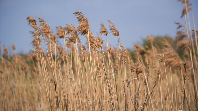 Valle Vecchia – Zumelle - Valli di Bibione 8