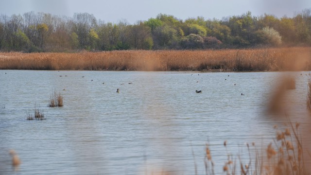 Valle Vecchia – Zumelle - Valli di Bibione 9