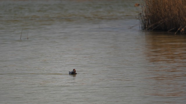 Valle Vecchia – Zumelle - Valli di Bibione 10
