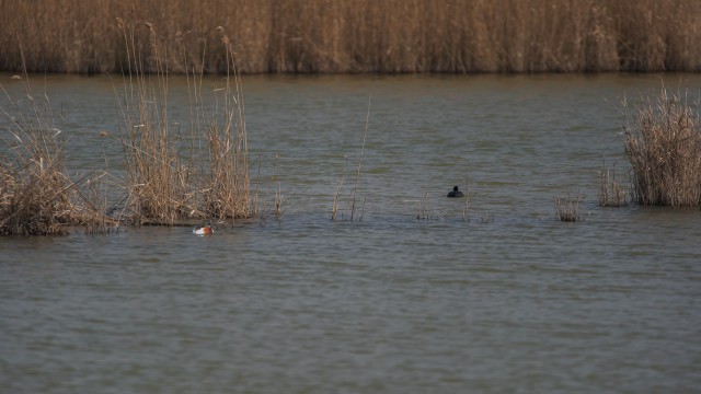 Valle Vecchia – Zumelle - Valli di Bibione 11
