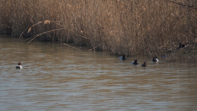 Valle Vecchia – Zumelle - Valli di Bibione 12
