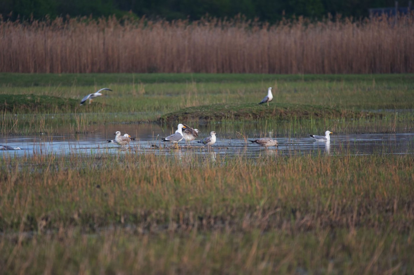 Scopriamo l'importanza della biodiversità e le nuove sfide del cambiamento climatico