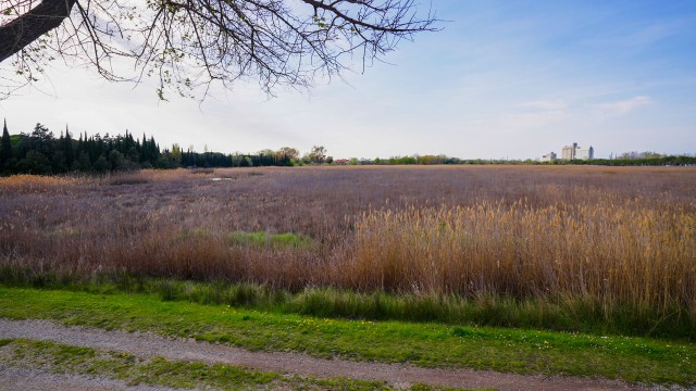Cavana di Monfalcone 11