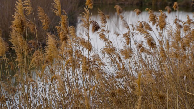 Cavana di Monfalcone 12