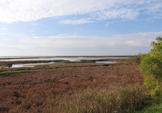 SELC - F. SCARTON  - Laguna superiore di Venezia 4
