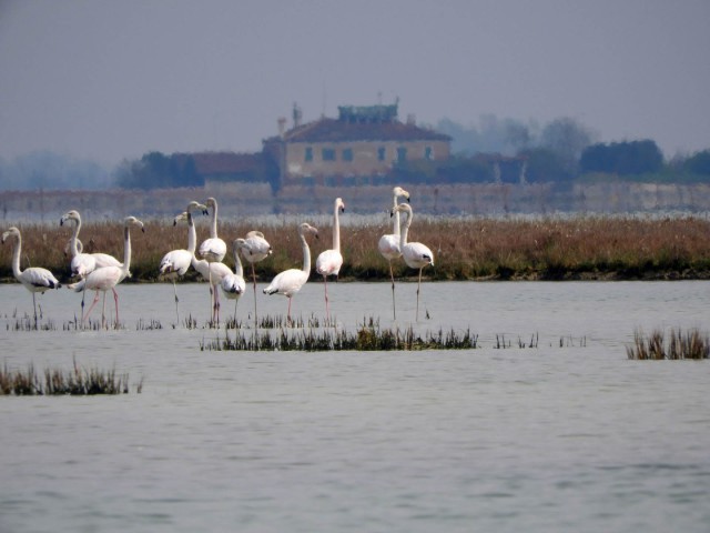 SELC - F. SCARTON  - Laguna superiore di Venezia 6